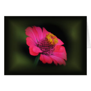 Pink Zinnia Glow
