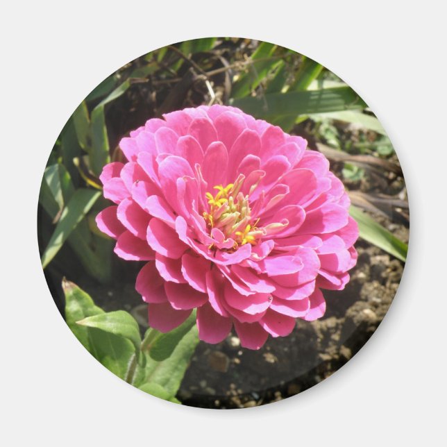 Pink Zinnia Magnet (Front)