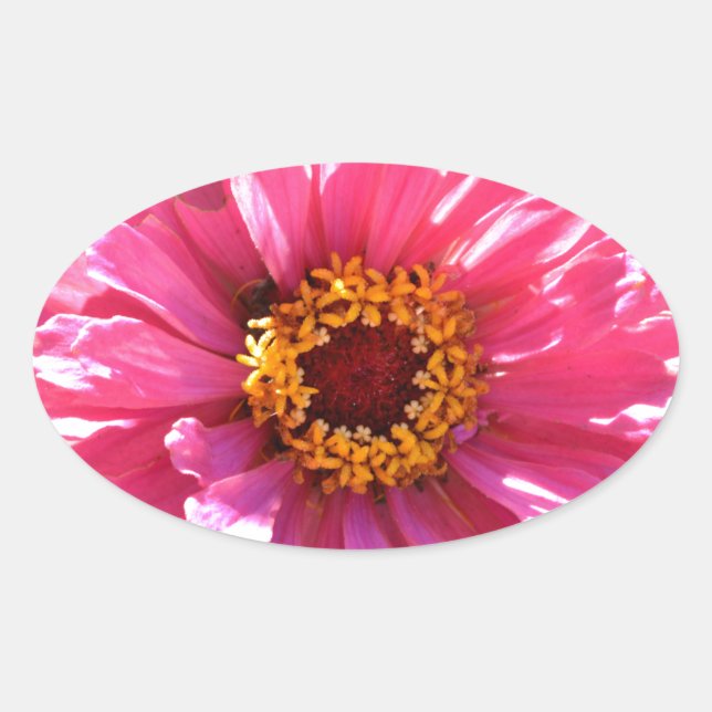 Pink Zinnia Oval Sticker (Front)