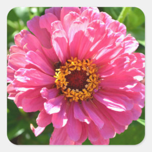 Pink Zinnia, pink flower, pink floral photo Square Sticker