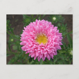 Pink Zinnia Postcard