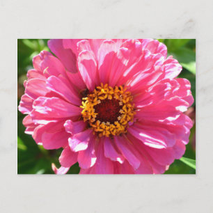 Pink Zinnia Postcard