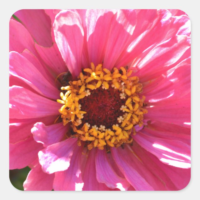 Pink Zinnia Square Sticker (Front)