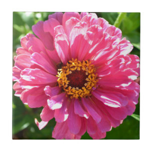 Pink Zinnia Tile