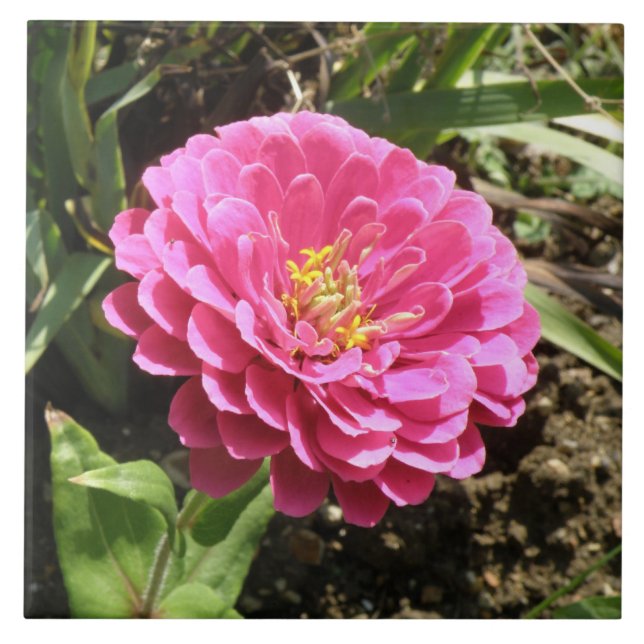 Pink Zinnia Tile (Front)