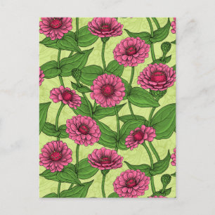 Pink Zinnias on light green Postcard