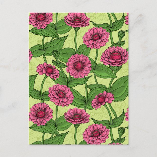 Pink Zinnias on light green Postcard (Front)