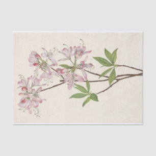 Pinkshell Azalea by Mary Vaux Walcott Tissue Paper