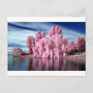 PinkTree Postcard