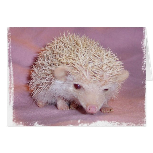 Pinky the Hedgehog (Front Horizontal)