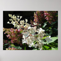 Pinky Winky Hydrangea Flowering Shrub