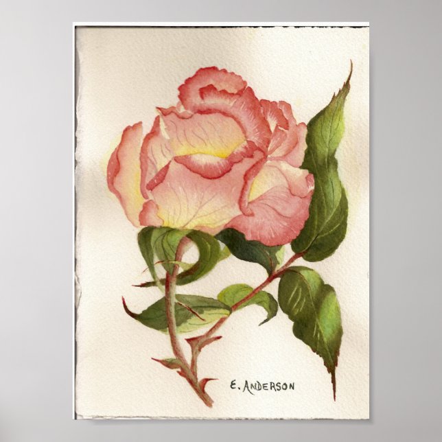 Pinl and peach rose flower botanical watercolor poster (Front)