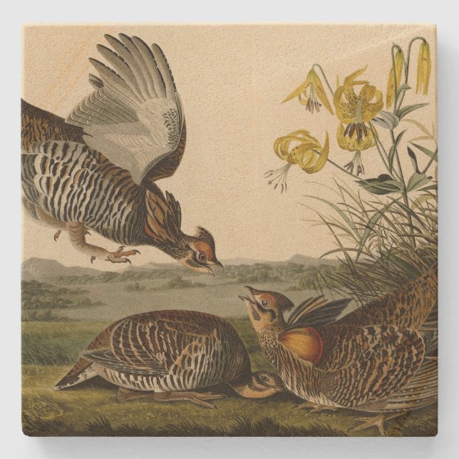 Pinnated Grouse (Grous) Audubon's Birds of America Stone Coaster (Front)