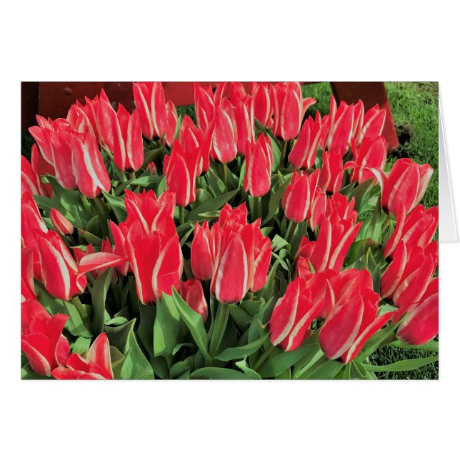 Pinocchio Tulips (Front Horizontal)