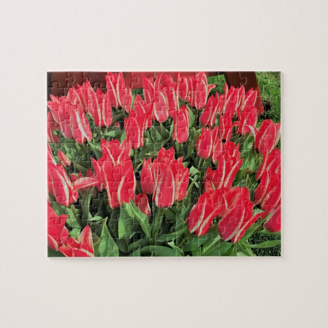 Pinocchio Tulips Jigsaw Puzzle (Horizontal)