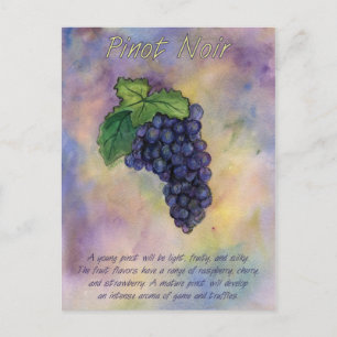 Pinot Noir Wine Grapes Postcard