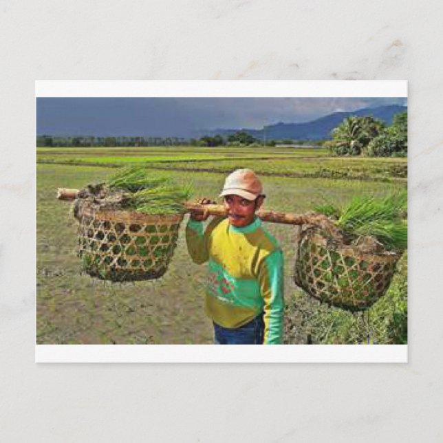 Pinoy1.jpg Postcard (Front)