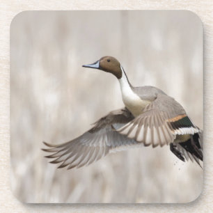 Pintail Drake Taking Flight Coaster