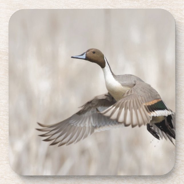 Pintail Drake Taking Flight Coaster (Front)