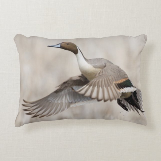 Pintail Drake Taking Flight Decorative Cushion (Front)
