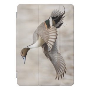 Pintail Drake Taking Flight iPad Pro Cover