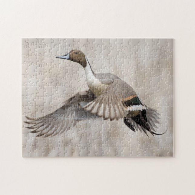 Pintail Drake Taking Flight Jigsaw Puzzle (Horizontal)