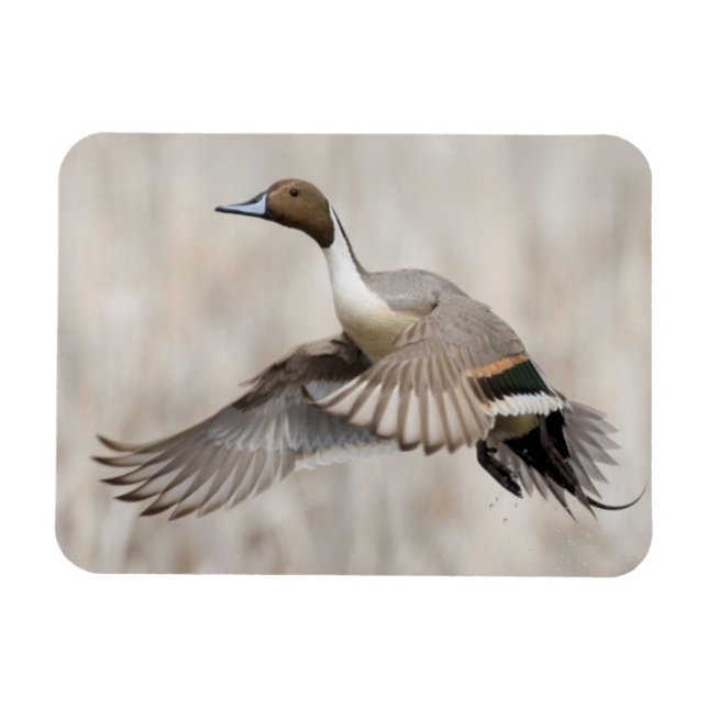 Pintail Drake Taking Flight Magnet (Horizontal)
