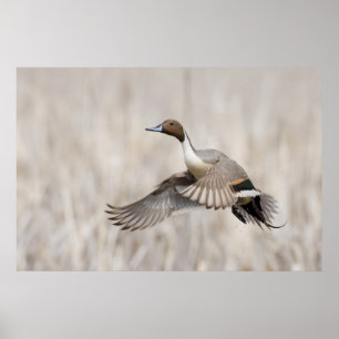 Pintail Drake Taking Flight Poster