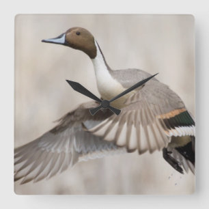 Pintail Drake Taking Flight Square Wall Clock