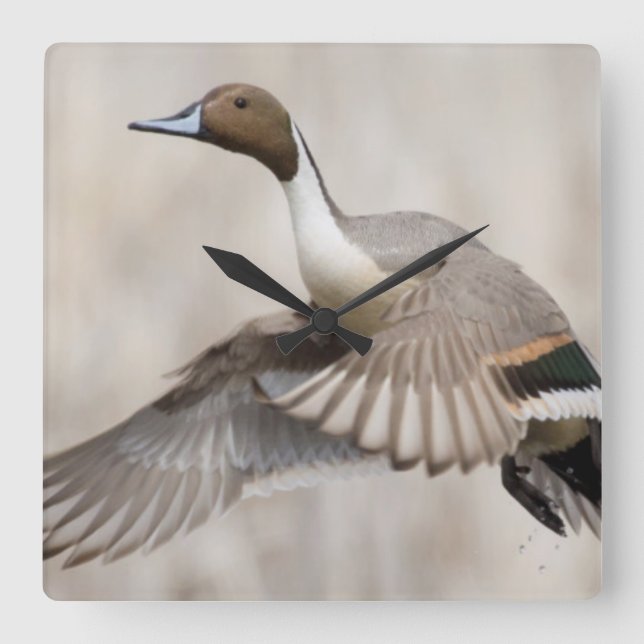Pintail Drake Taking Flight Square Wall Clock (Front)