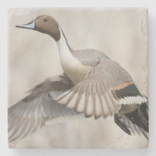 Pintail Drake Taking Flight Stone Coaster