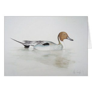 Pintail Duck 2011