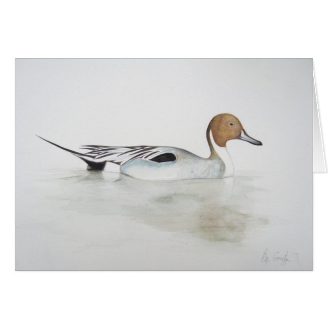 Pintail Duck 2011 (Front Horizontal)