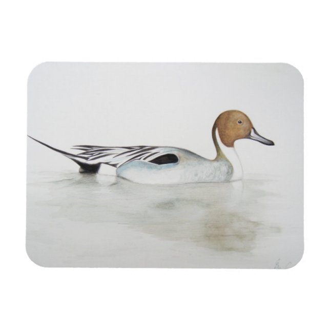 Pintail Duck 2011 Magnet (Horizontal)