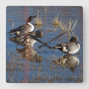 Pintail Duck Birds Wildlife Animals Wall Clock