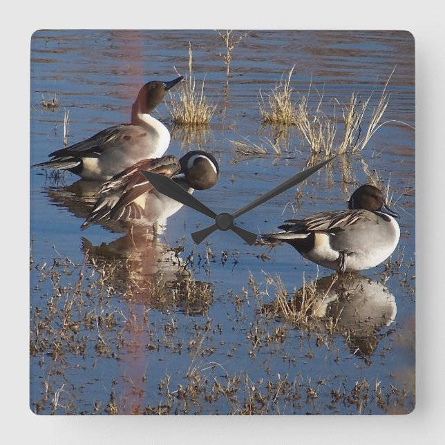 Pintail Duck Birds Wildlife Animals Wall Clock (Front)