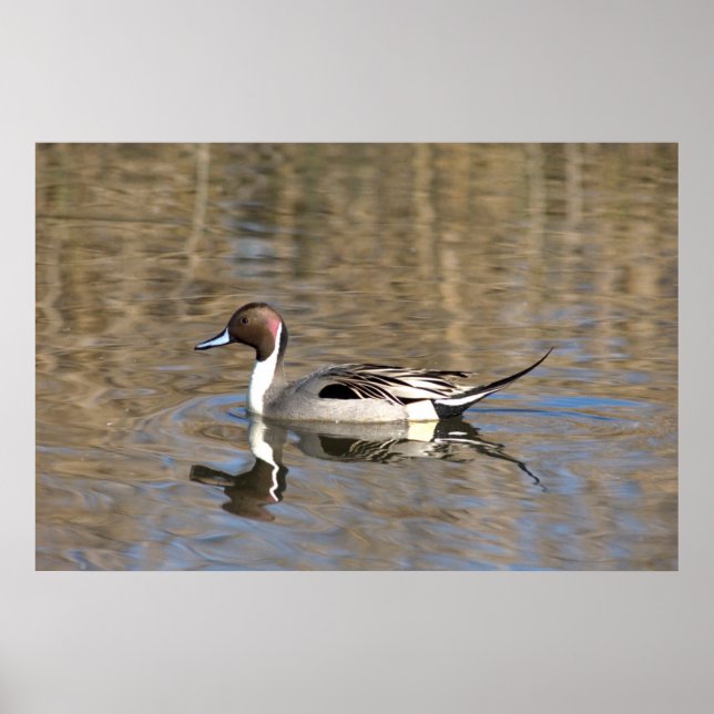 Pintail Duck Swims In A Pond Poster (Front)