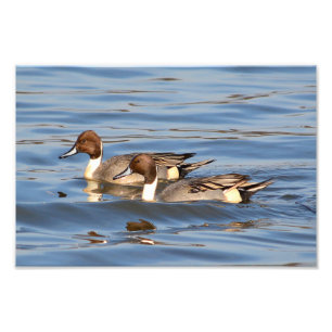 Pintail Ducks Photograph