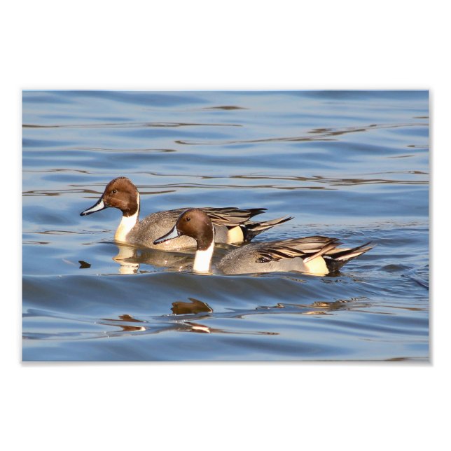 Pintail Ducks Photograph (Front)