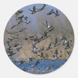 Pintails in Flight Classic Round Sticker