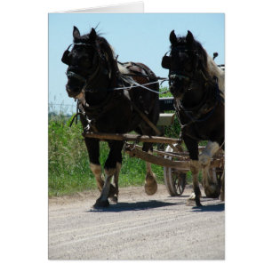 Pinto Amish Draught Horses