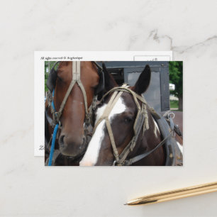 Pinto Amish Horse Solid Amish Horse and Buggies Postcard