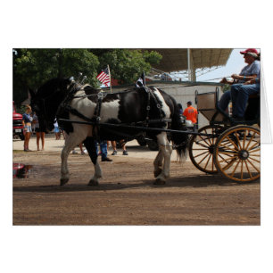 Pinto Draught Horse 2018 Mt. Pleasant, Iowa