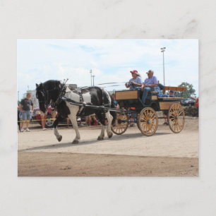 Pinto Draught Horse 2018 Mt. Pleasant, Iowa Postcard