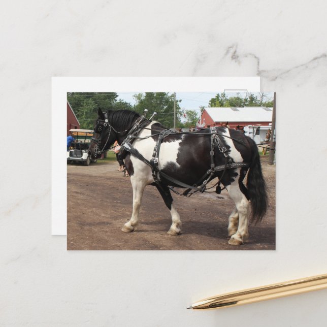 Pinto Draught Horse Postcard (Front/Back In Situ)