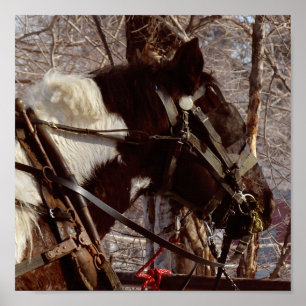 Pinto Draught Horse Poster