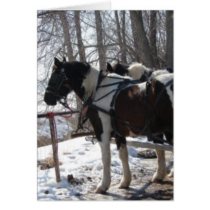 Pinto Draught Horses