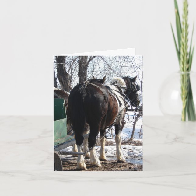 Pinto Draught   Horses Card (Front)