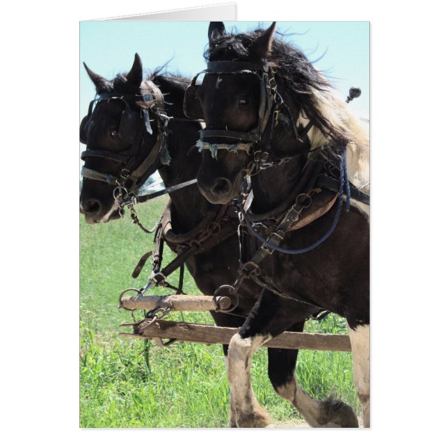 Pinto Draughts at Work (Front)