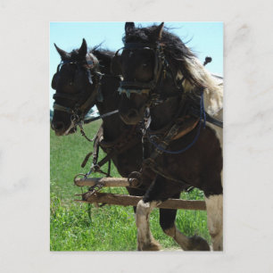 Pinto Draughts at Work Postcard